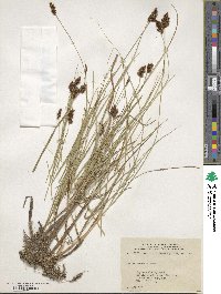 Carex simulata image