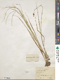 Carex simulata image