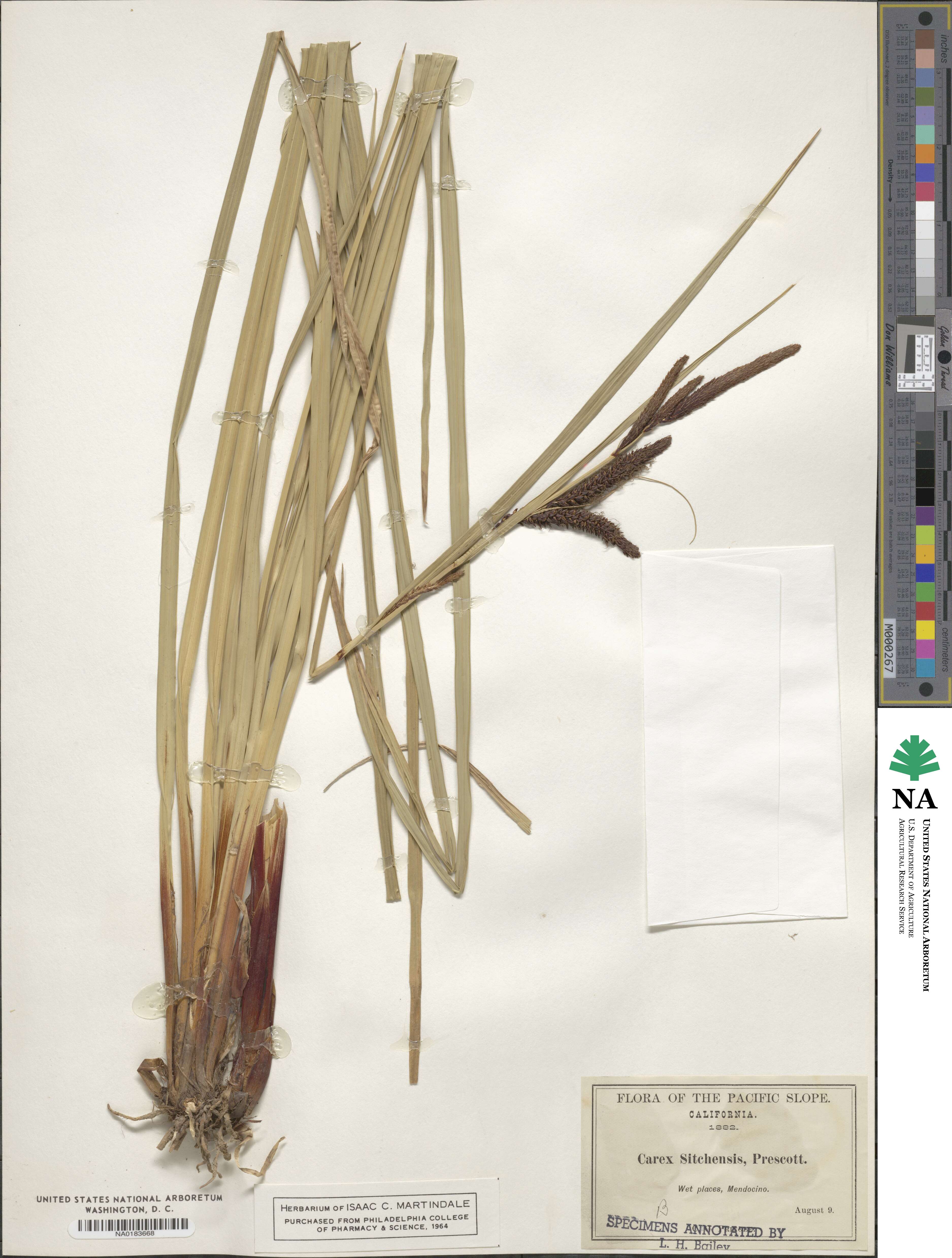 Carex aquatilis var. dives image