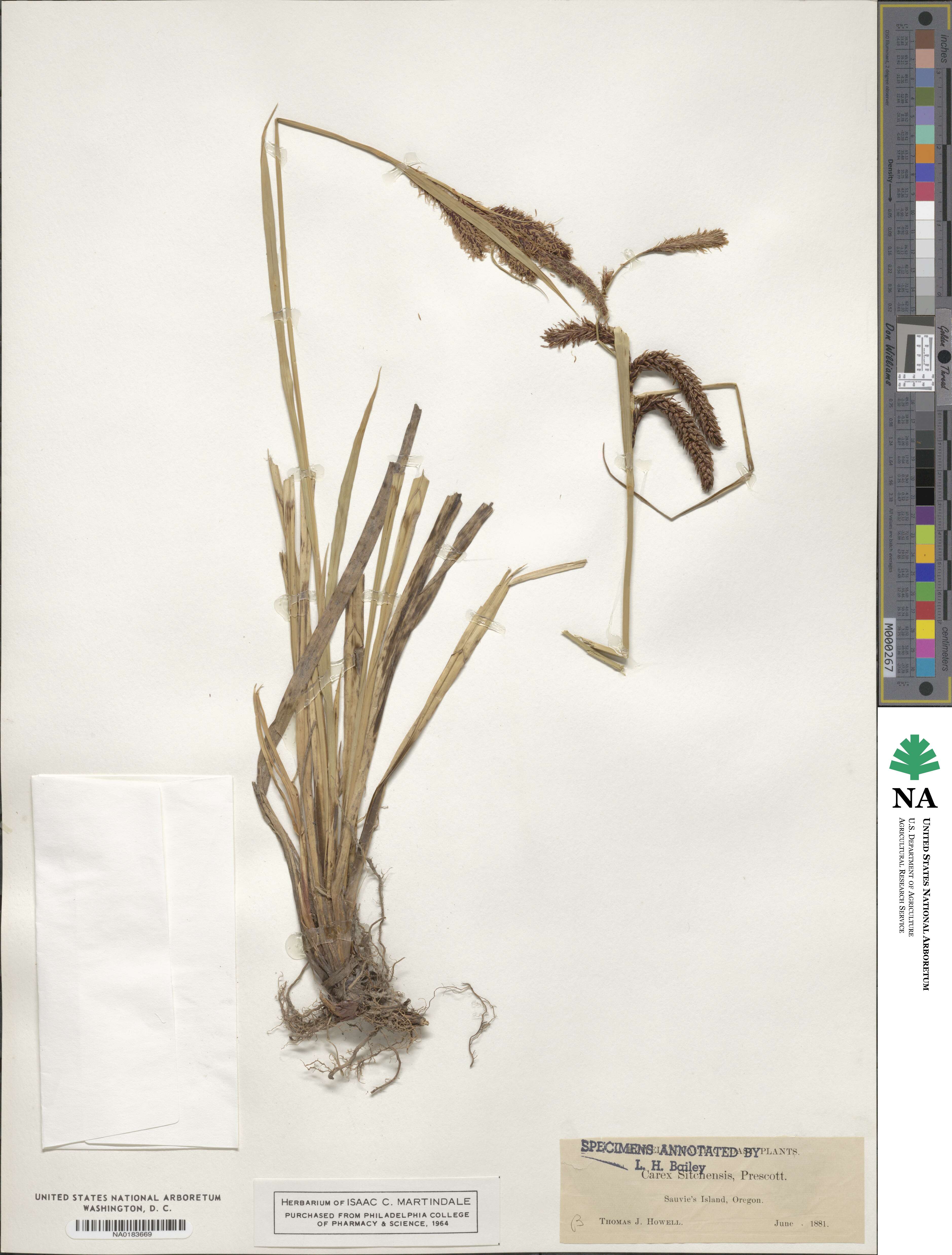 Carex aquatilis var. dives image