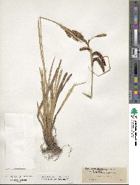 Carex aquatilis var. dives image