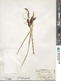 Carex aquatilis image