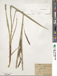 Carex aquatilis var. dives image