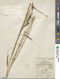 Carex aquatilis var. dives image