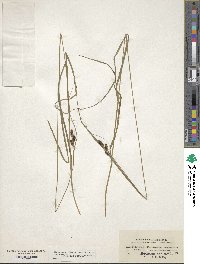 Carex vaginata image