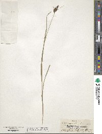 Carex vaginata image