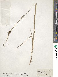 Carex vaginata image