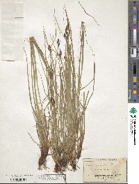 Carex vaginata image