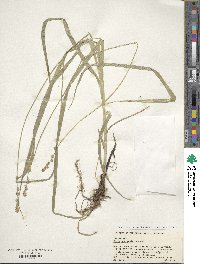 Carex sparganioides image