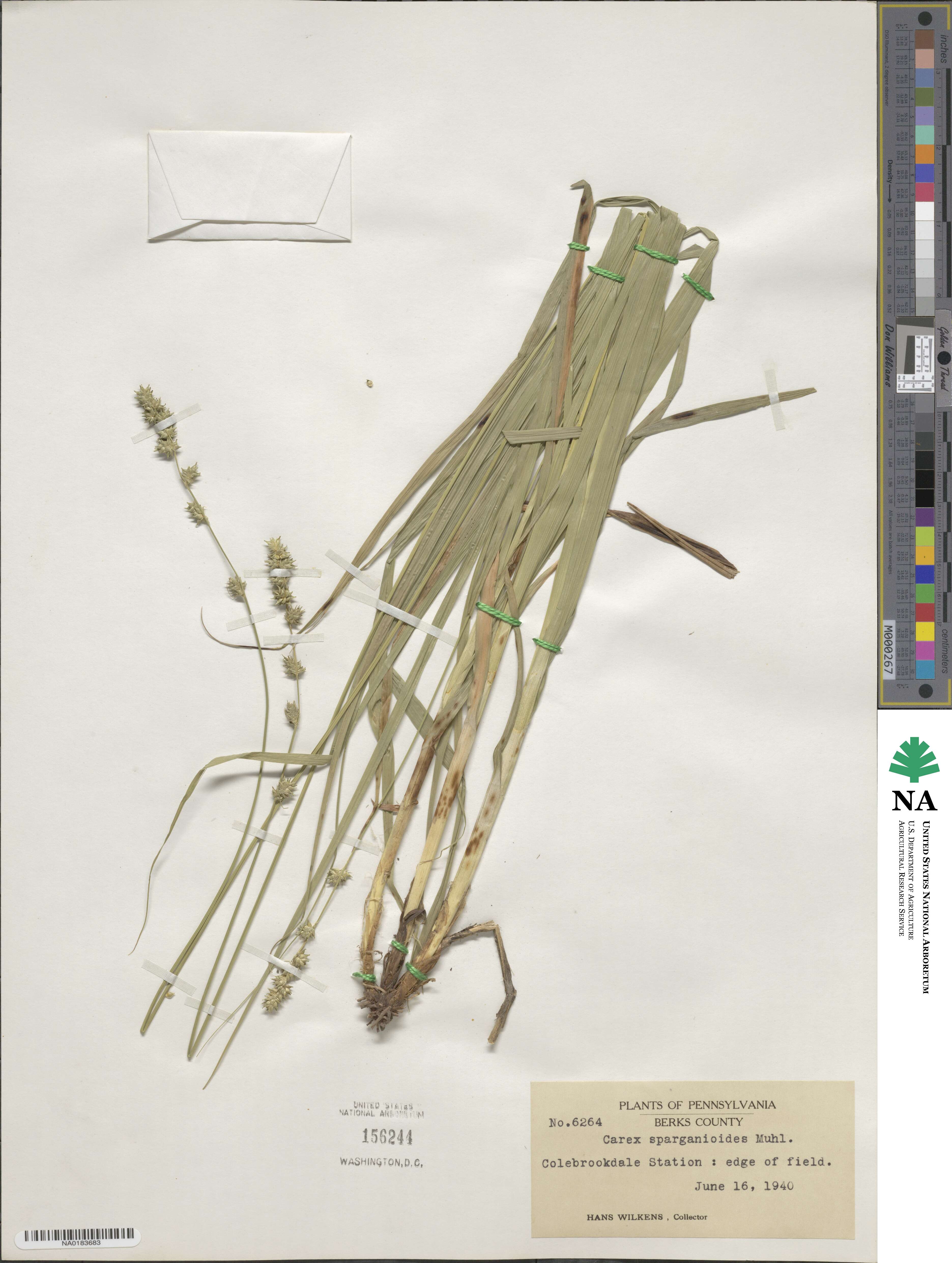 Carex sparganioides image