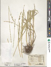 Carex sparganioides image