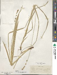 Carex sparganioides image