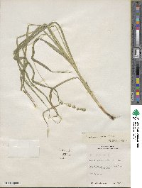 Carex sparganioides image