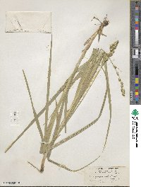 Carex sparganioides image