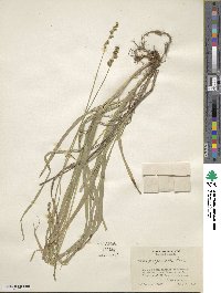 Carex sparganioides image