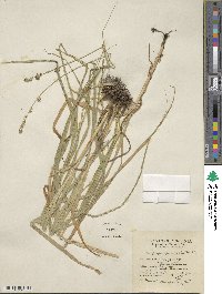 Carex sparganioides image