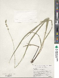 Carex sparganioides image