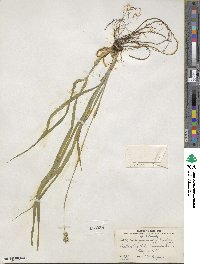 Carex sparganioides image