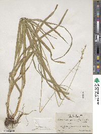 Carex sparganioides image