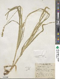 Carex sparganioides image