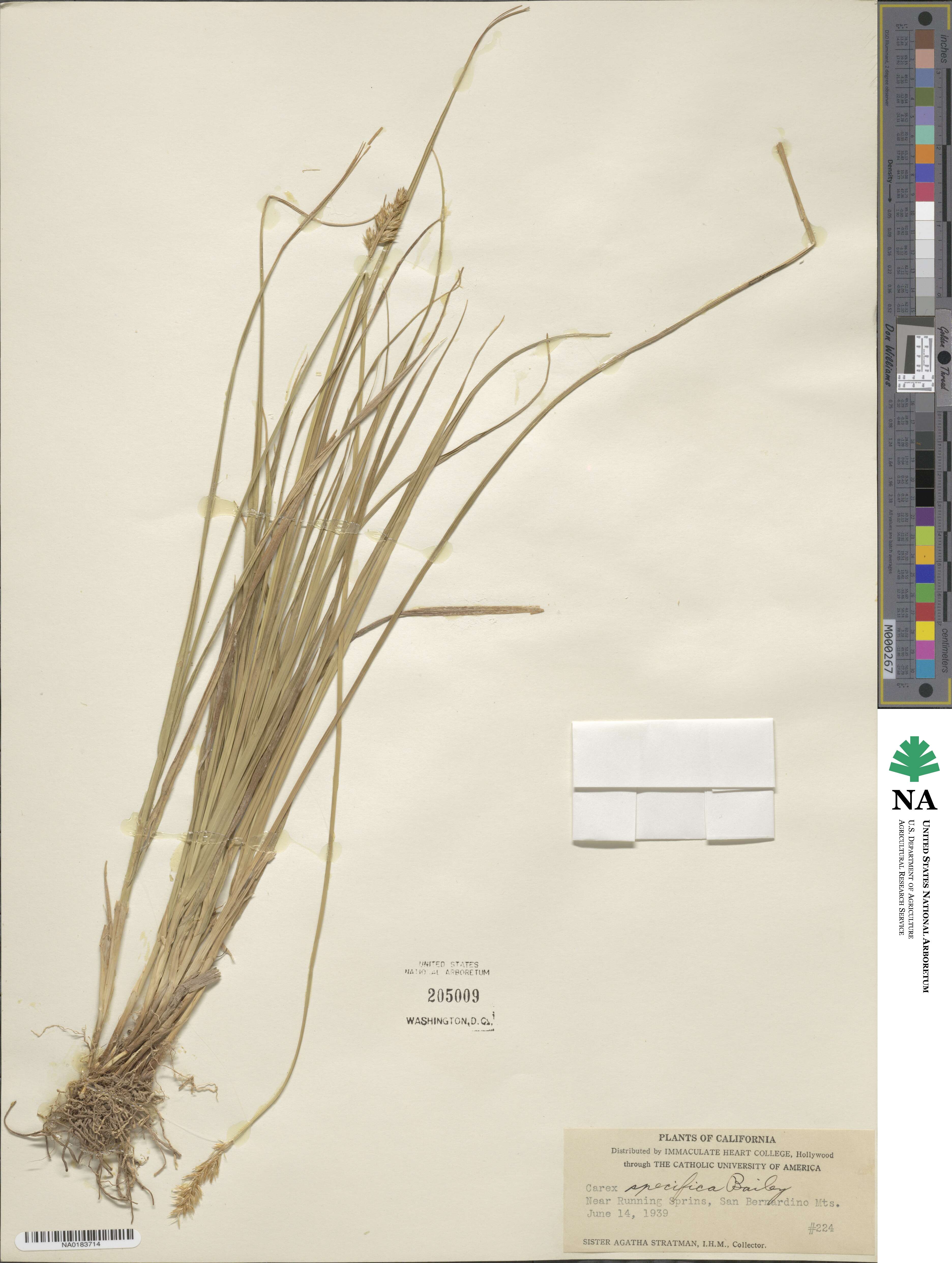 Carex specifica image