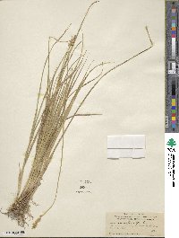 Carex specifica image