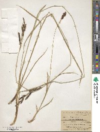 Carex spectabilis image