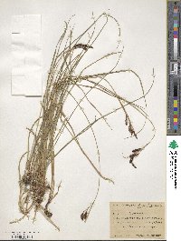 Carex spectabilis image