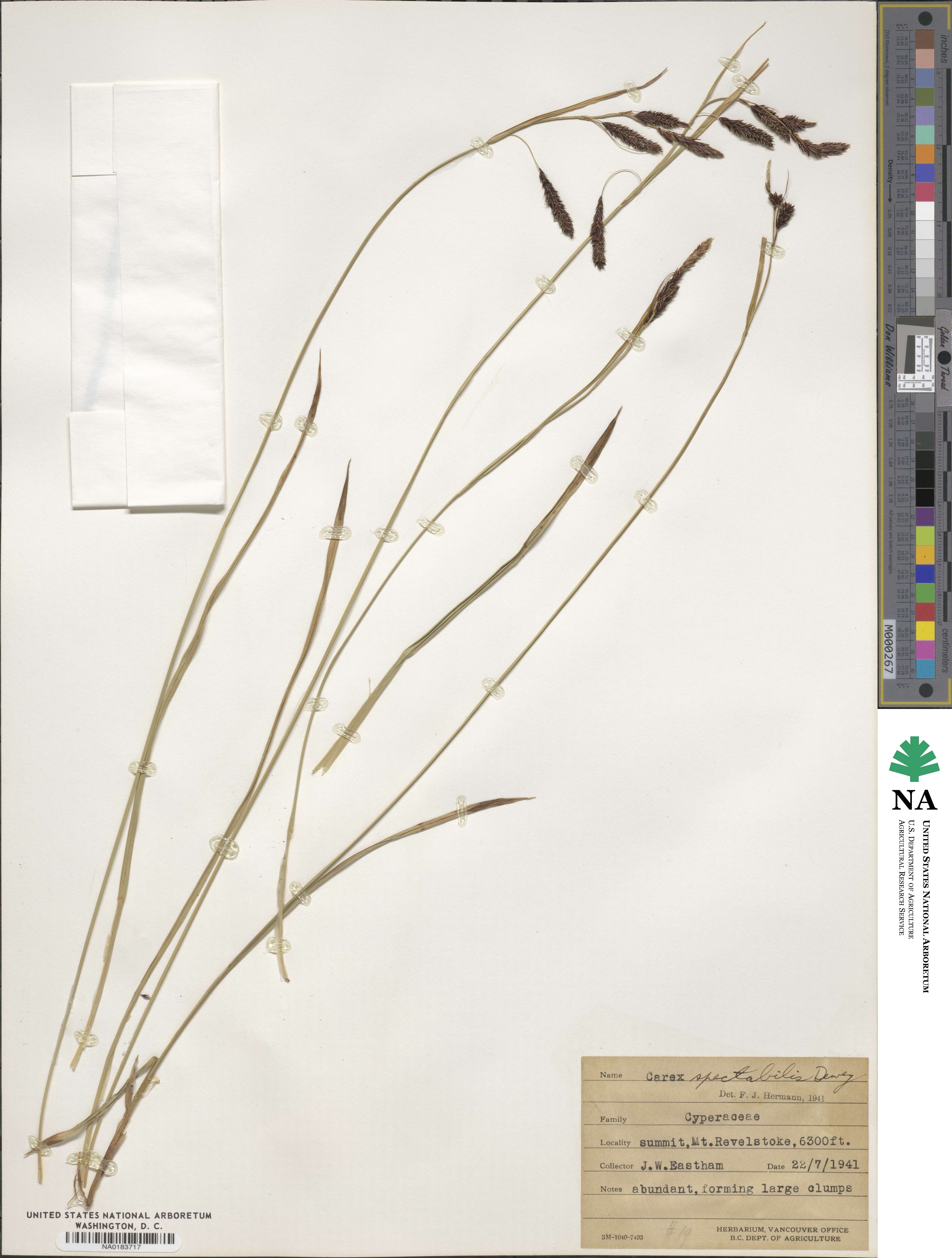 Carex spectabilis image