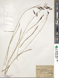 Carex spectabilis image