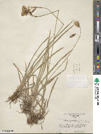 Carex spectabilis image