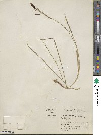 Carex spectabilis image