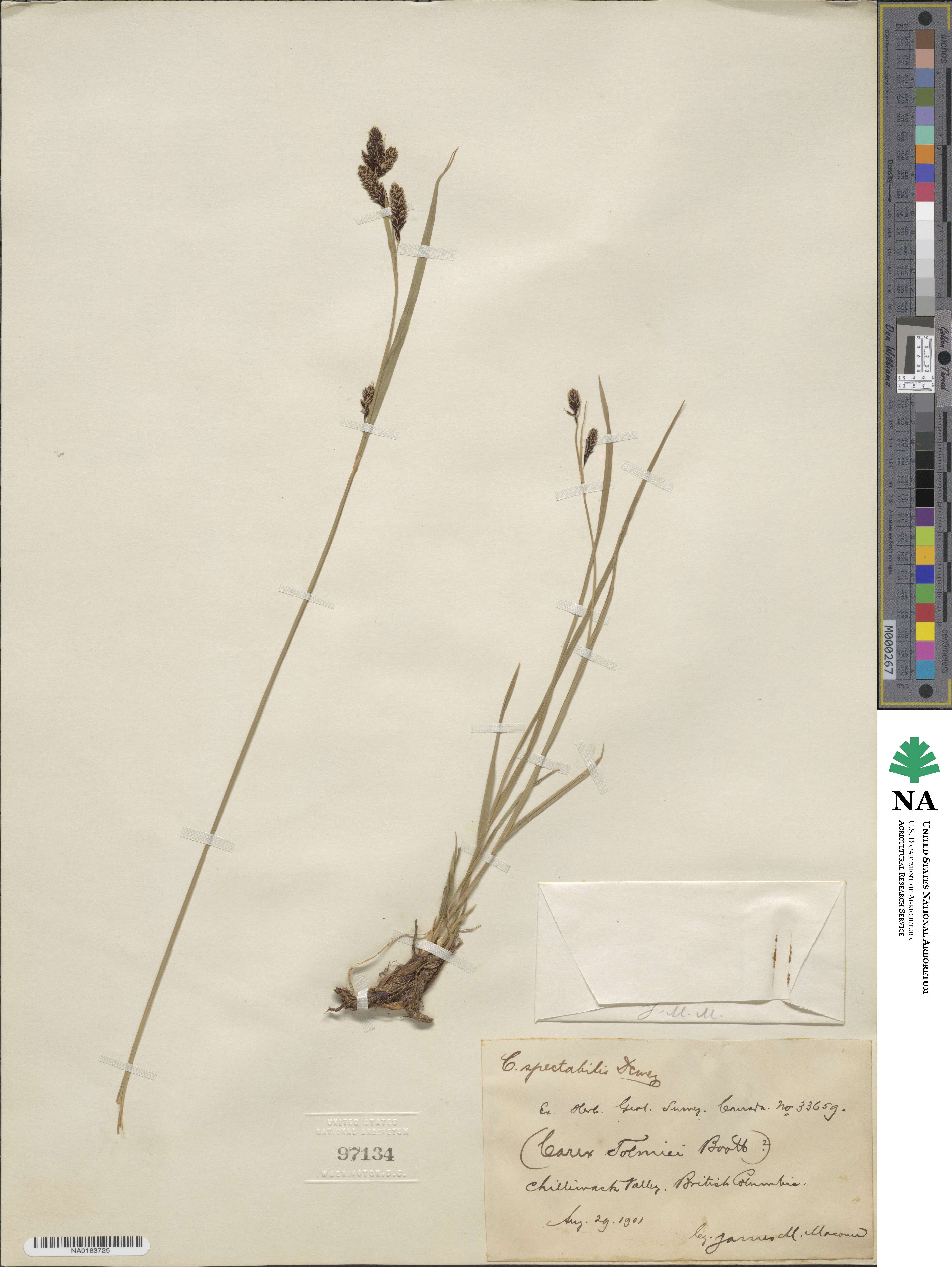 Carex spectabilis image