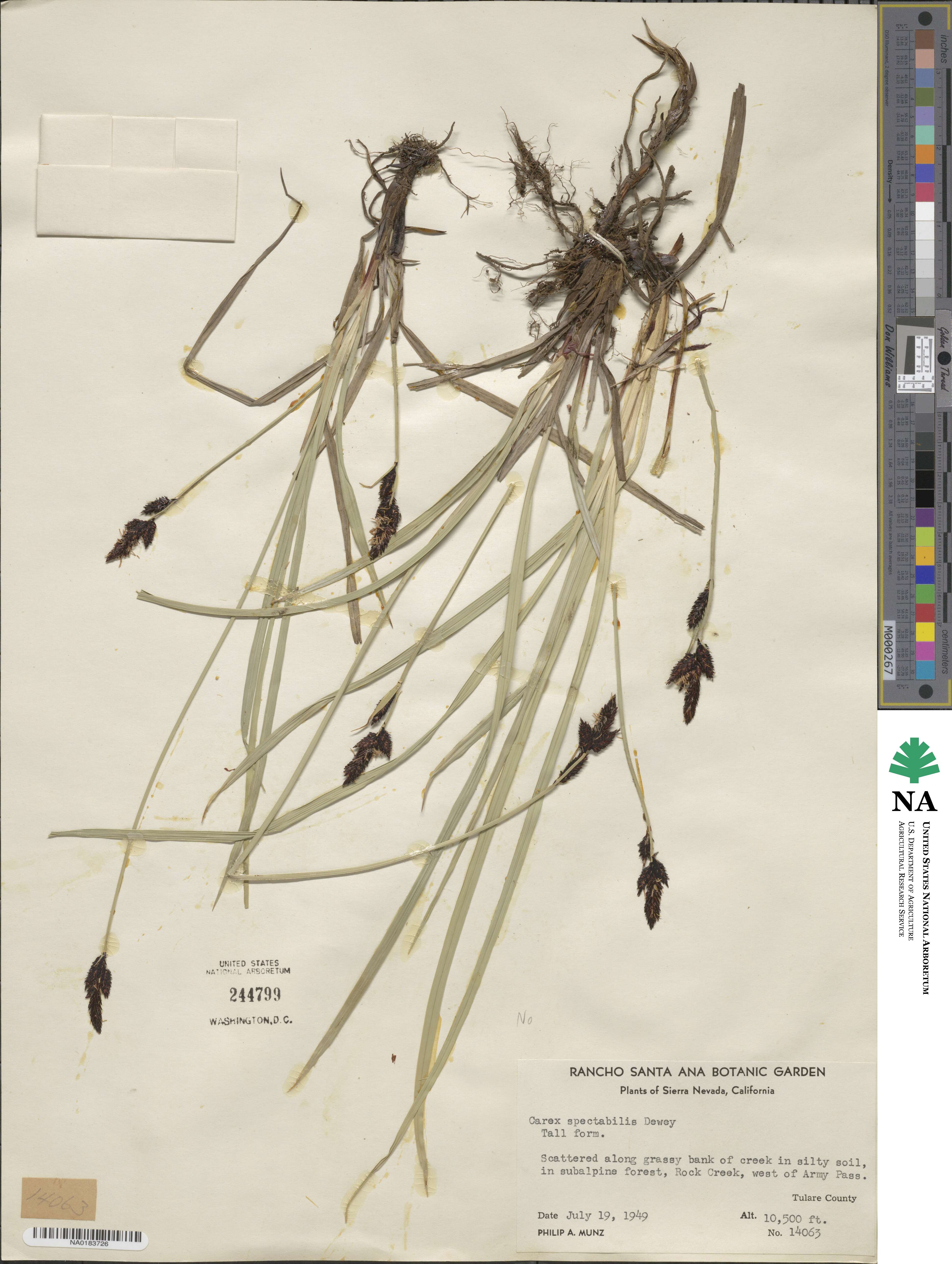 Carex spectabilis image