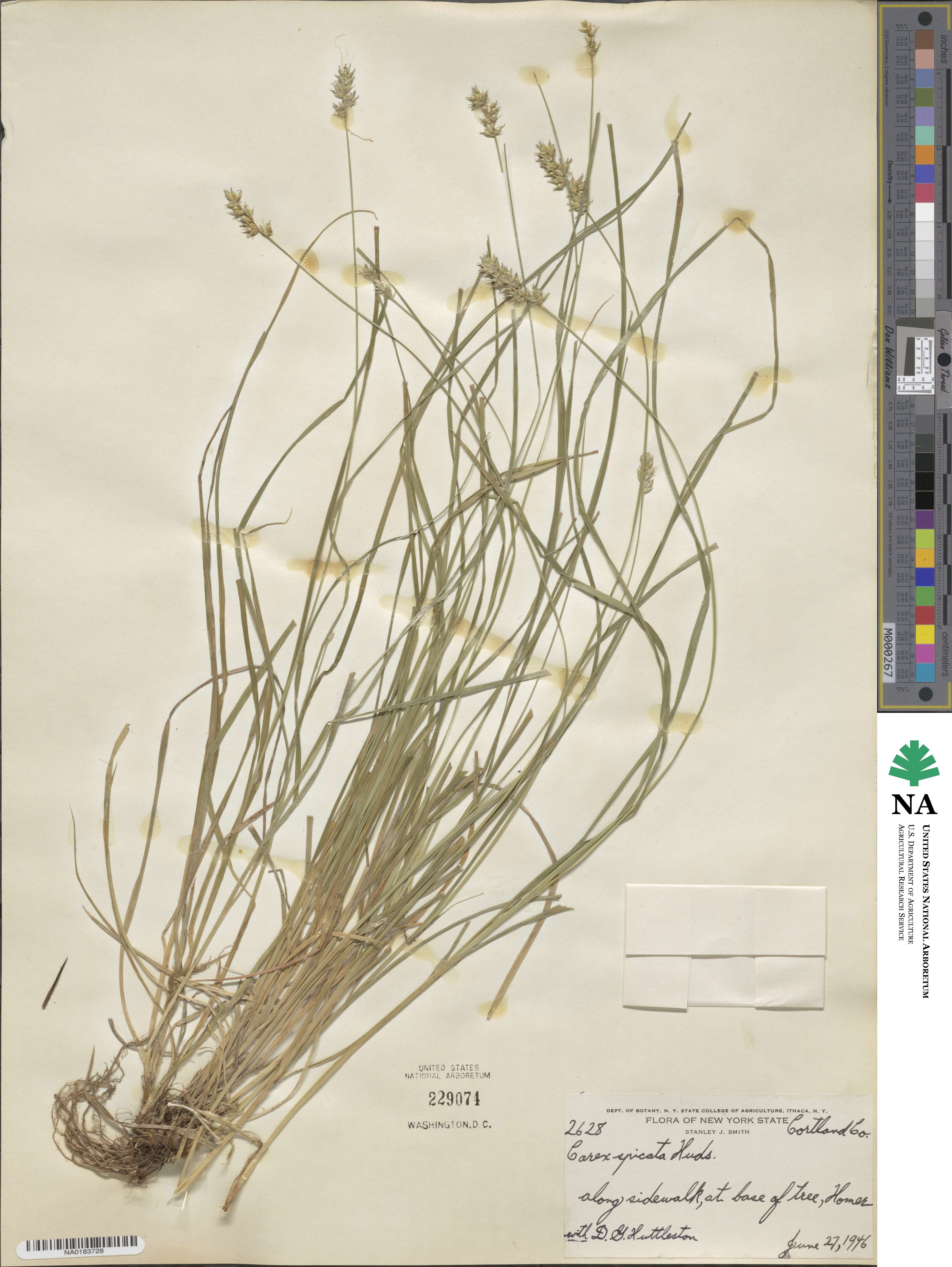 Carex spicata image