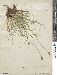 Carex spicata image