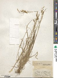 Carex sprengelii image