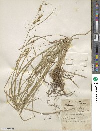 Carex sprengelii image