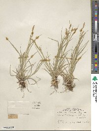 Carex sprengelii image