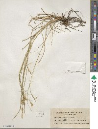 Carex sprengelii image