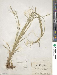 Carex sprengelii image