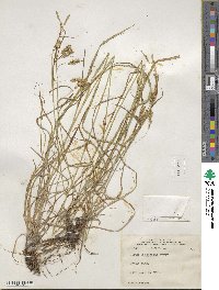 Carex sprengelii image