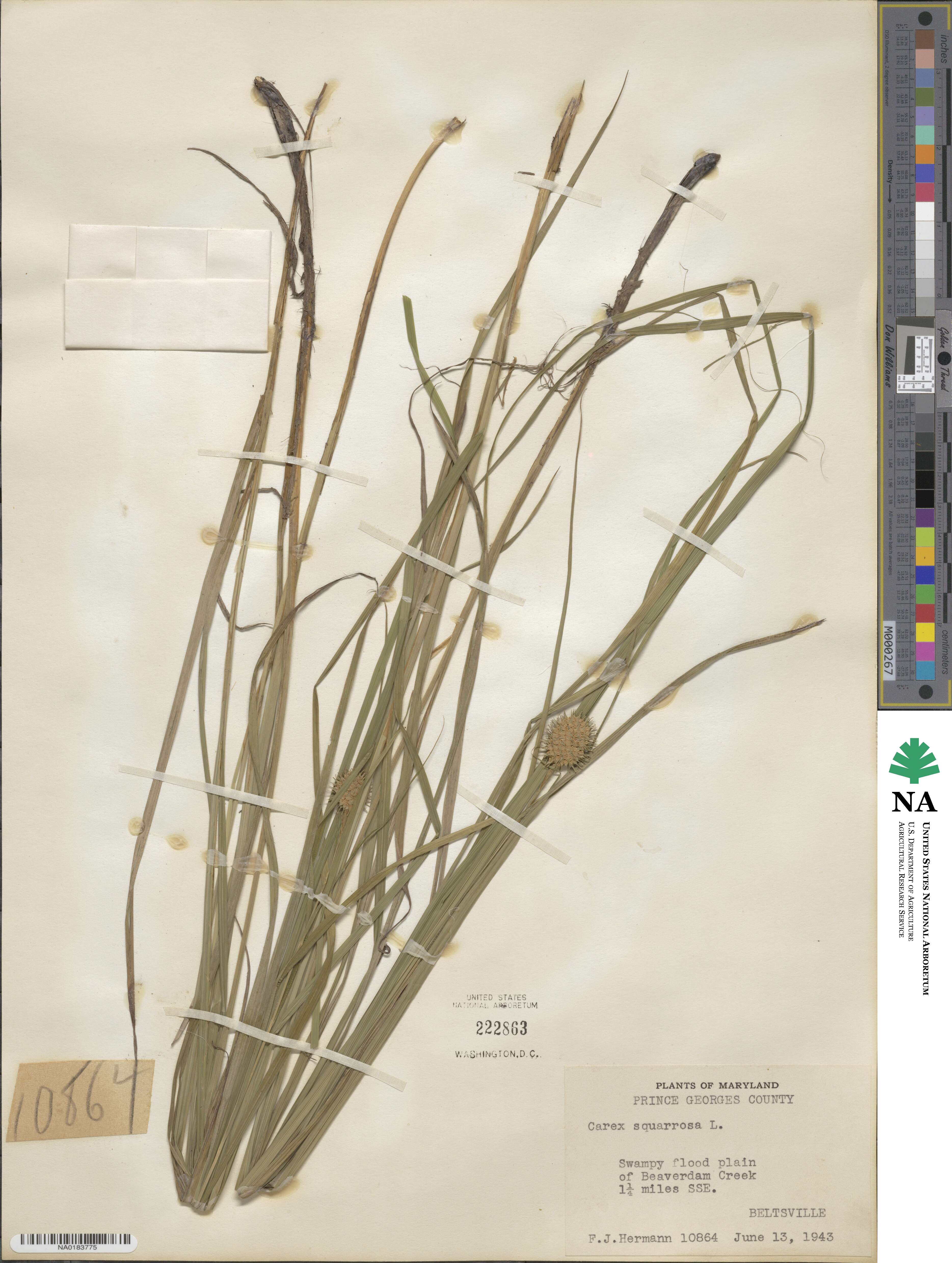Carex squarrosa image