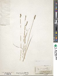 Carex schiedeana image