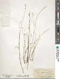 Carex atlantica image