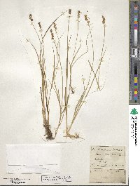 Carex atlantica image