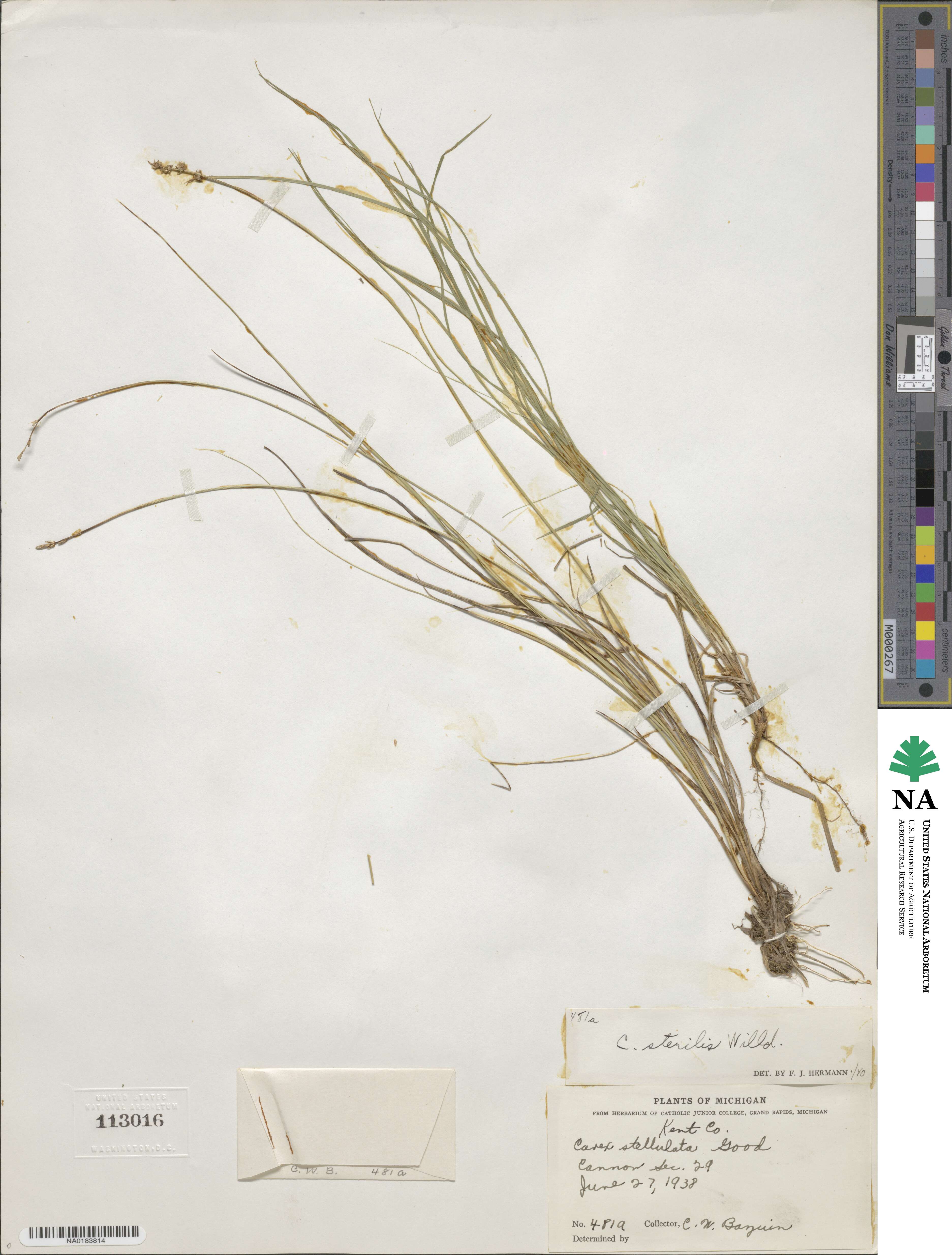 Carex sterilis image