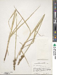 Carex stipata image