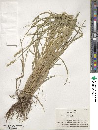 Carex stipata image