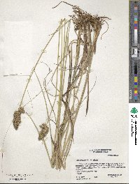 Carex stipata image